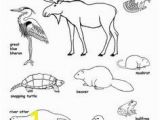 Swamp Animals Coloring Pages Benefits Of Wetlands Infographics News & Resources