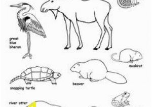 Swamp Animals Coloring Pages Benefits Of Wetlands Infographics News & Resources