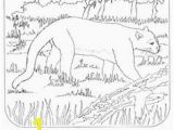 Swamp Animals Coloring Pages Florida State Symbols Coloring Pages