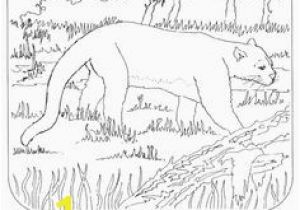 Swamp Animals Coloring Pages Florida State Symbols Coloring Pages