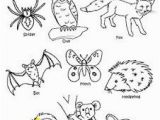 Swamp Animals Coloring Pages Nocturnal Animals Coloring Sheets