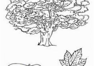 Sycamore Tree Coloring Page Sycamore Tree Coloring Page Fresh Sycamore Tree Coloring Page