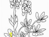 Texas Bluebonnet Coloring Page 177 Best Bluebonnets Images On Pinterest In 2018