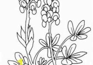 Texas Bluebonnet Coloring Page 177 Best Bluebonnets Images On Pinterest In 2018