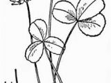 Texas Bluebonnet Coloring Page Coloring Flowers