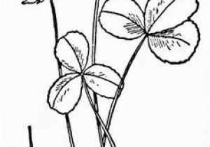 Texas Bluebonnet Coloring Page Coloring Flowers