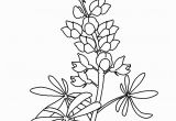 Texas Bluebonnet Coloring Page Coloring Flowers