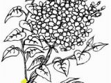 Texas Bluebonnet Coloring Page Coloring Flowers