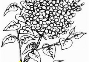 Texas Bluebonnet Coloring Page Coloring Flowers