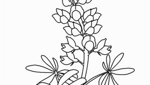 Texas Bluebonnet Coloring Page Coloring Flowers