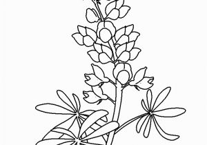 Texas Bluebonnet Coloring Page Coloring Flowers