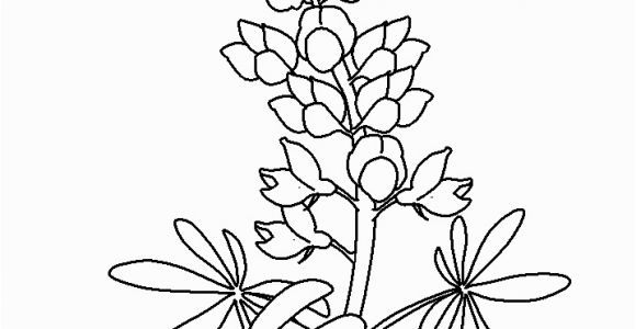 Texas Bluebonnet Coloring Page Coloring Flowers