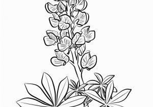 Texas Bluebonnet Coloring Page Part 2 Create and Printable Coloring Pages On Website