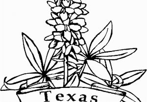 Texas Bluebonnet Coloring Page Texas Symbols