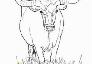 Texas Longhorns Coloring Pages 111 Best Bull Coloring Pages Images