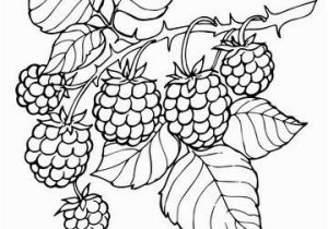 The Selection Coloring Book Pages the Selection Coloring Book Pages Blackberry Branch Coloring Page