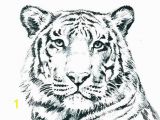 Tiger Face Coloring Pages Unique Tiger Coloring In Pages – Gotoplus