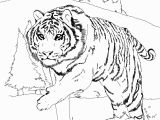 Tiger Face Coloring Pages Unique Tiger Coloring In Pages – Gotoplus