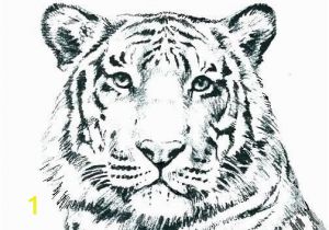 Tiger Face Coloring Pages Unique Tiger Coloring In Pages – Gotoplus