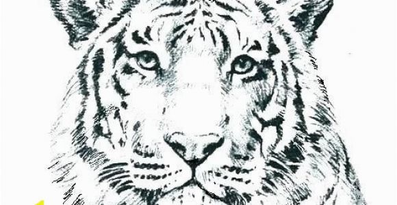 Tiger Face Coloring Pages Unique Tiger Coloring In Pages – Gotoplus