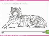 Tiger Outline Coloring Page Indian Tiger Colouring Page Teacher Made