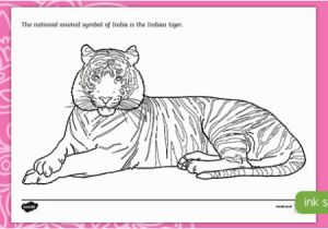 Tiger Outline Coloring Page Indian Tiger Colouring Page Teacher Made