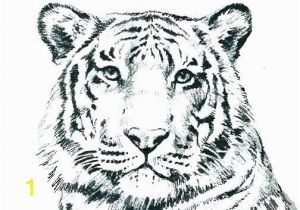 Tiger Outline Coloring Page Memphis Tigers Coloring Sheet
