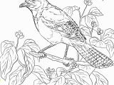 Toronto Blue Jays Coloring Pages Printable Blue Jay Coloring Page at Getdrawings