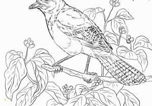 Toronto Blue Jays Coloring Pages Printable Blue Jay Coloring Page at Getdrawings