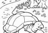 Tortoise and the Hare Coloring Page Color the tortoise and the Hare