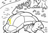 Tortoise and the Hare Coloring Page Color the tortoise and the Hare Worksheet