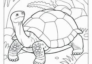 Tortoise and the Hare Coloring Page tortoise and the Hare Coloring Page New Unique Crayola Coloring