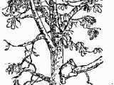 Tree Branch Coloring Page Pin by Janae Sumsion On Kira 4th