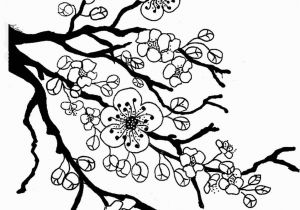 Tree Branch Coloring Page Sakura Bloom Drawing