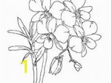 Tropical Flower Coloring Pages 10 Beautiful orchid Coloring Pages for Your toddler
