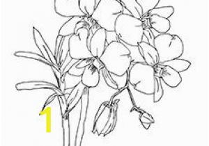 Tropical Flower Coloring Pages 10 Beautiful orchid Coloring Pages for Your toddler