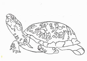 Turtle Coloring Pages for Adults Turtle Coloring Pages for Adults Sea Turtles Coloring New Coloring