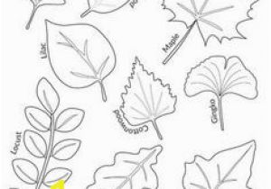 Types Of Leaves Coloring Pages 29 Best Leaf Coloring Images