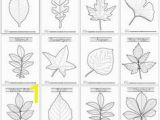 Types Of Leaves Coloring Pages 29 Best Leaf Coloring Images