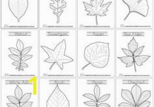 Types Of Leaves Coloring Pages 29 Best Leaf Coloring Images