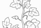 Types Of Leaves Coloring Pages Image Result for Coloring Page Vine and Branches