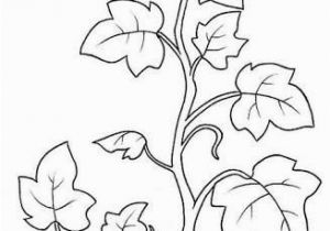 Types Of Leaves Coloring Pages Image Result for Coloring Page Vine and Branches