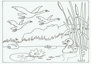 Ugly Duckling Coloring Pages 68 Best Honk Jr Images