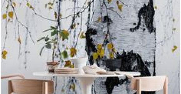 Urban Outfitters Birch Tree Wall Mural 12 Best Birch Tree Mural Images