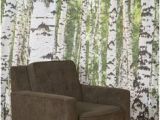 Urban Outfitters Birch Tree Wall Mural 42 Best Birch Trees Images