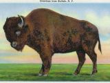 Wall Murals Buffalo Ny Buffalo New York Greetings From with A Buffalo Vintage