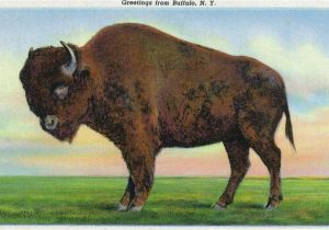 Wall Murals Buffalo Ny Buffalo New York Greetings From with A Buffalo Vintage