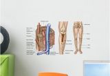 Wall Murals Jacksonville Fl Anatomy Human Bone Marrow Wall Mural – Wallmonkeys