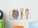 Wall Murals Jacksonville Fl Anatomy Human Bone Marrow Wall Mural – Wallmonkeys