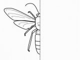 Wasp Coloring Pages for Kids 10 Free Coloring Pages Bug Symmetry Art for Kids Hub